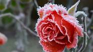 růže v zimě