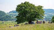 Druhé místo v anketě Strom roku obsadil dub letní z Kozlovic.