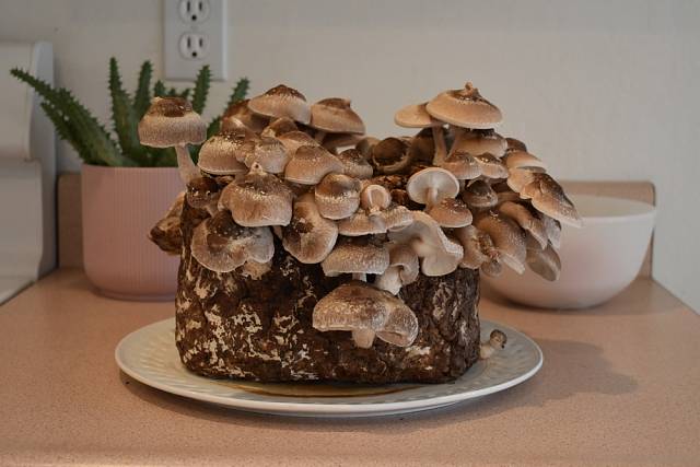 Doma si i v zimních měsících můžete pěstovat houby typu shiitake nebo hlívy ústřičné, stačí si koupit vhodný substrát.