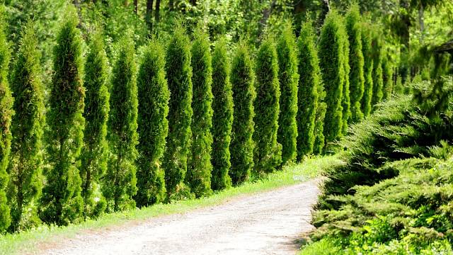 Živé poty tvořené jehličnatými stromky jsou u nás velmi populární, protože jsou krásně zelené po celý rok.