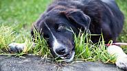 Pes žere trávu