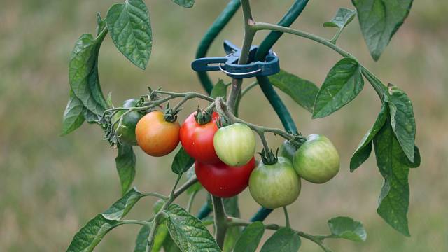 Vzrostlejší odrůdy rajčat pravidelně vyvazujte
