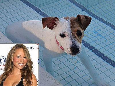 Oblíbený pes Maria Care, Jack Russell teriér jménem Jill E. Beans.
