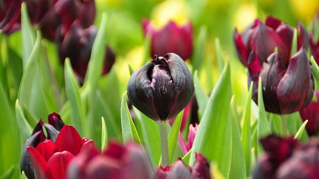 Čas sázet tulipány: ozdoby jarních záhonů
