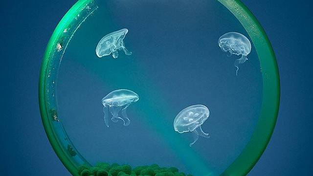 Medúzy v akváriu
