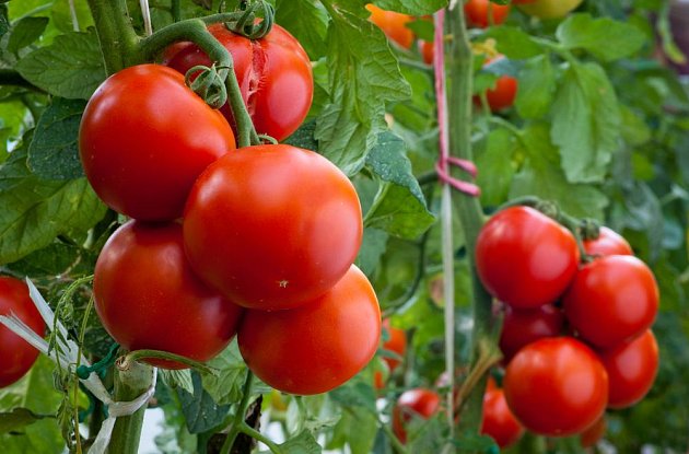 Jak pěstovat a chránit rajčata, aby co nejvíce plodila?