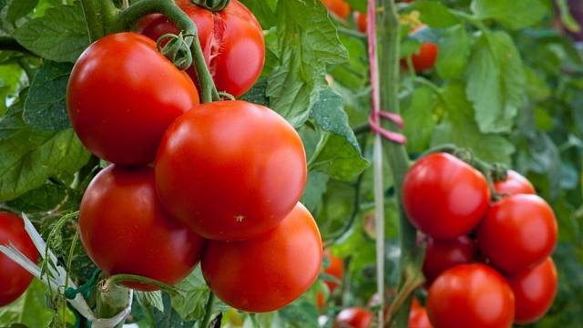 Jak pěstovat a chránit rajčata, aby co nejvíce plodila?
