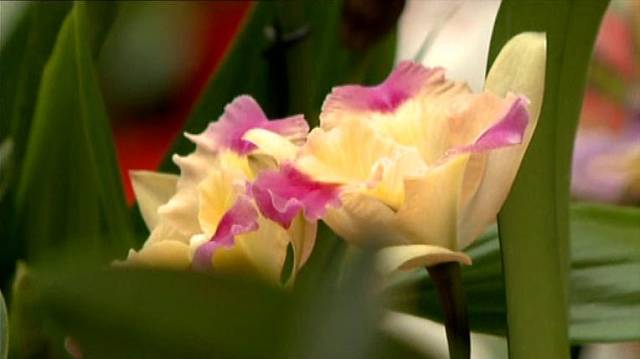 Chladnomilná orchidej s velkými květy, náročná na pěstování v bytech, rozhodně není vhodná pro začátečníky.
