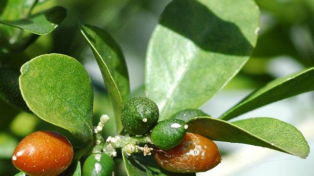 Po odkvětu se objevují velmi dekorativní červené bobule, které jsou jedlé a chutnají podobně jako nakládané olivy.