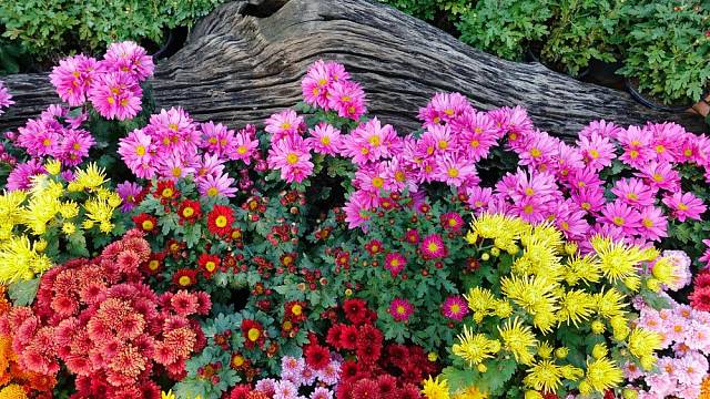 Něžné květy chryzantém zkrášlí váš podzim