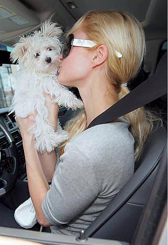 Paris Hilton se svým psíkem vyrazila v Malibu na nákup.