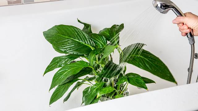 Sprchování rostlin