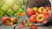 Podzim jablka ochrana stromy