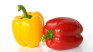 Zeleninová paprika z Nizozemska bývá spíše hranatého, tupého tvaru. Rozdíly v barevnosti nejsou znakem určité odrůdy, ale stupněm zralosti plodu. 