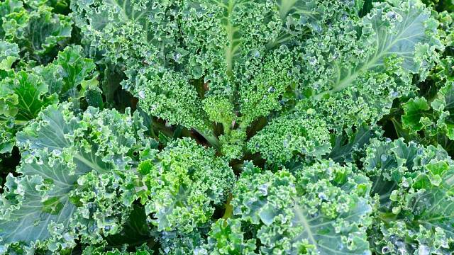 Kadeřávek – zdravá, křupavá zelenina, kterou můžete mít na zahradě i v zimě