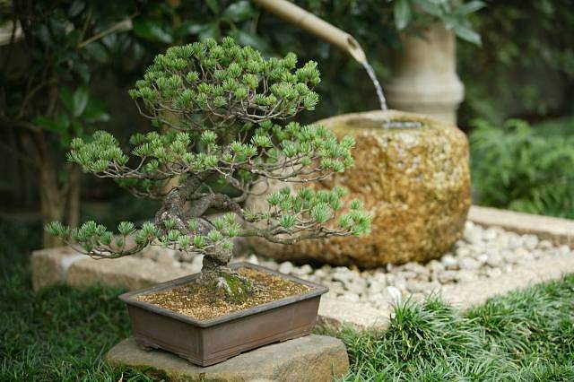 Borovicová bonsaj s fontánkou. Voda v japonské zahradě tvoří důležitý prvek.