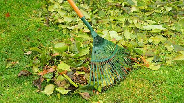 Průběžně ze zahrady odstraňujeme listí