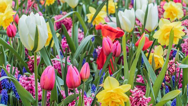 Září je ideální pro pěstování tulipánů