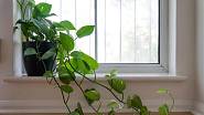 Filodendron, obzvlášť popínavé varianty, patří k rostlinám, které prosperují i v koupelně.