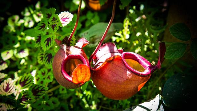 Láčkovka (Nepenthes)