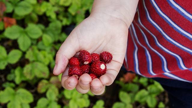 Lesní jahody můžete pěstovat i na zahradě