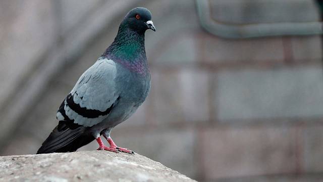 Na jedné straně mají holubi své milovníky, na druhé straně se zejména obyvatelé měst domnívají, že holubi přenášejí nemoci a dělají nepořádek.