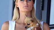 Paris Hilton a její čivava