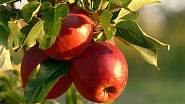 Podzim jablka ochrana stromy