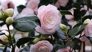 Půvabným keřům se říká zimní čajová růže.