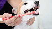 Jak čistit psům zuby