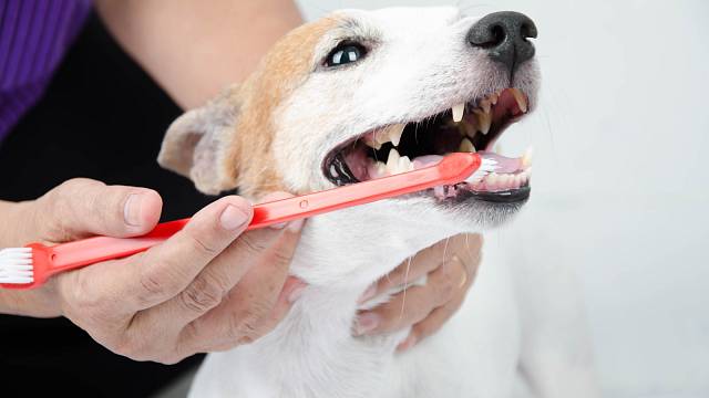 Jak čistit psům zuby