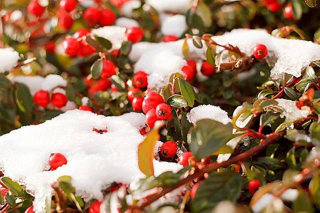 Červené plody líbavky nejlépe vyniknou pod sněhem