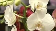 Nenáročná orchidej, jejíž křehké květy vydrží na rostlině velmi dlouho. Vhodná pro začátečníky.
