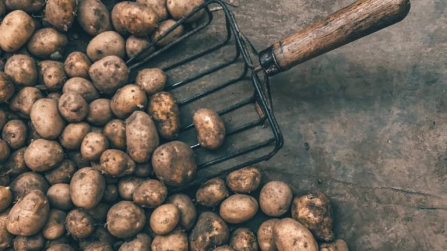 Kdy je vhodný čas na sklizeň brambor?
