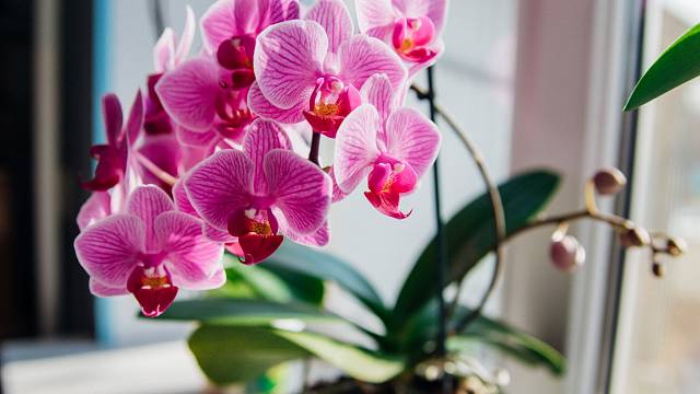 Orchideje a výhonky