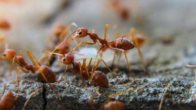 Mravenci na zahradě mohou být i užiteční