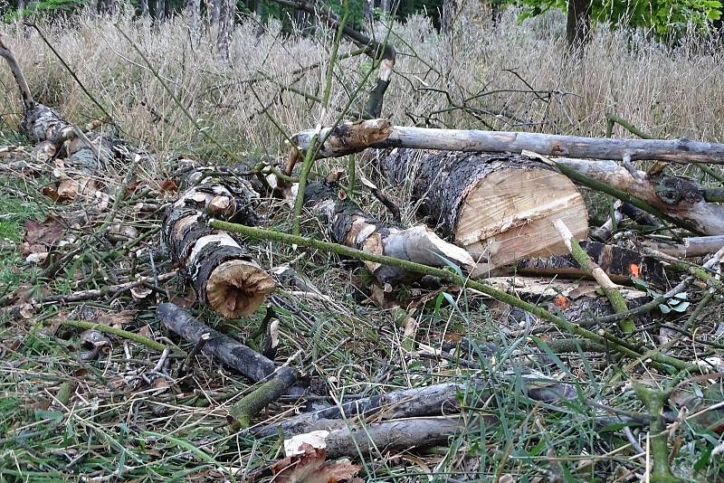 Na Mostné hoře začalo kácení uschlých stromů