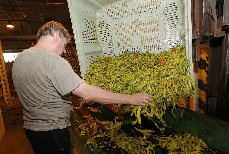 Pracovníci firmy plní zavařovací sklenice paprikami. Za den naplní a zavaří přibližně osm až deset tisíc sklenic.