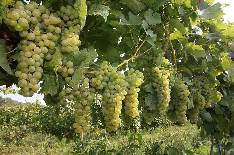 Sklizeň prvních letošních hroznů na burčák začala také na Litoměřicku a Podřipsku. V pondělí sklízeli například u Žalhostic hrozny odrůdy Müller Thurgau. 