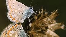 Modrásci patří mezi motýlí elegány