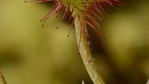 Masožravá rosnatka okrouhlolistá (Drosera rotundifolia).