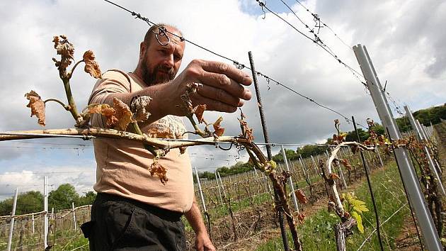 „JE TO SMUTNÝ POHLED,“ říká Pavel Hrabkovský při prohlídce vinice pod Radobýlem, konkrétně odrůdy Müller Thurgau. Jeho rodinné vinařství má poškozeno téměř sto procent ze  zhruba deseti hektarů obdělávaných vinic.