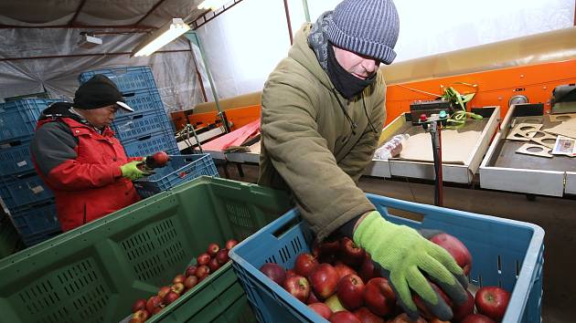 V Zemědělském družstvu Klapý otevřeli sklady s čerstvými jablky, které nyní třídí podle velikosti a jakosti a připravují na prodej.