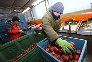 V Zemědělském družstvu Klapý otevřeli sklady s čerstvými jablky, které nyní třídí podle velikosti a jakosti a připravují na prodej.
