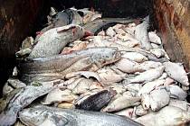 V rybníku na Havraním ostrově v Lovosicích uhynulo množství ryb. Zřejmě kvůli nedostatku kyslíku ve vodě.