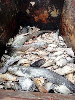 V rybníku na Havraním ostrově v Lovosicích uhynulo množství ryb. Zřejmě kvůli nedostatku kyslíku ve vodě.