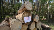 Deponie dřeva na Litoměřicku hospodáři Lesů ČR ošetřují postřikem proti kůrovci a proto umisťují zákazy.
