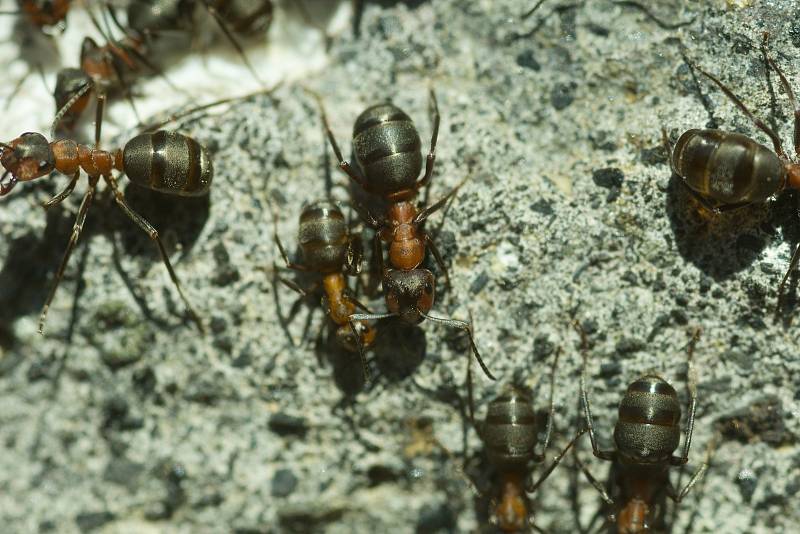 I mravenci, dokonce hned několik populací, si parcelu s domem čp. 25 vybrali za svůj domov. Kolonie se zabydluje v prostoru bývalé kovárny.