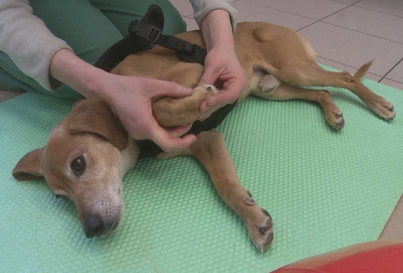 Díky lidem, kteří se rozhodli přispět na rekonvalescenci Dennyho, se teď pejsek pomalu vrací do formy. Plave, začíná chodit. Naděje na úplné uzdravení je veliká. 