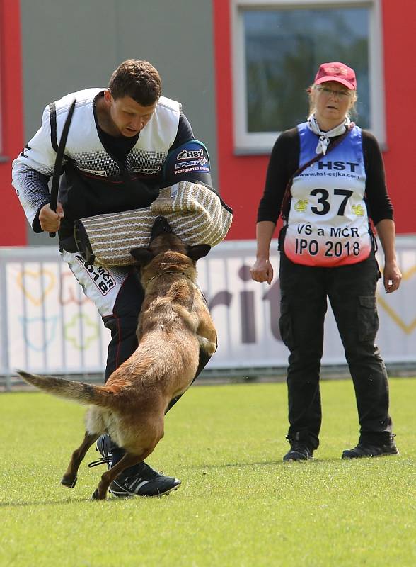 Příznivci sportovní kynologie soutěžili v areálu Pod Lipou v Roudnici nad Labem v Mistrovství ČR IPO.